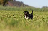 BERGER AUSTRALIEN PUPPIES 180